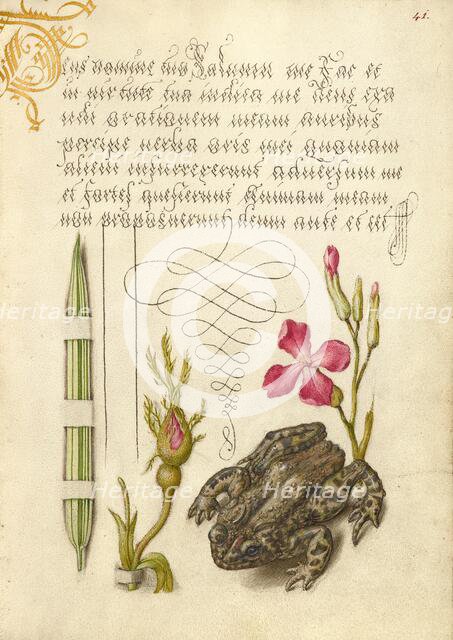 Reed Grass, French Rose, Toad, and Gillyflower, 1561-1562; illumination added 1591-1596. Creator: Joris Hoefnagel.