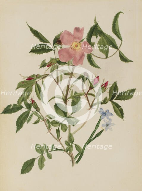 Wild Rose and Blue-eyed Grass (Rosa species and Sisyrinchium species), n.d. Creator: Mary Vaux Walcott.