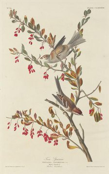 Tree Sparrow, 1834. Creator: Robert Havell.