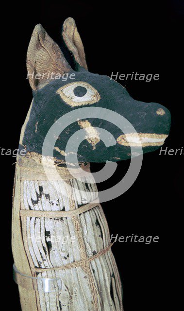 Mummy of a dog possibly representing Anubis. Artist: Unknown