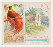 Red Bird of Paradise, from Birds of the Tropics series (N38) for Allen & Ginter Cigarettes..., 1889. Creator: Allen & Ginter.