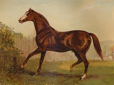 'Thoroughbred Sire "Blair Athol", winner of the Derby & St Leger 1864', c1879. Creator: Unknown.