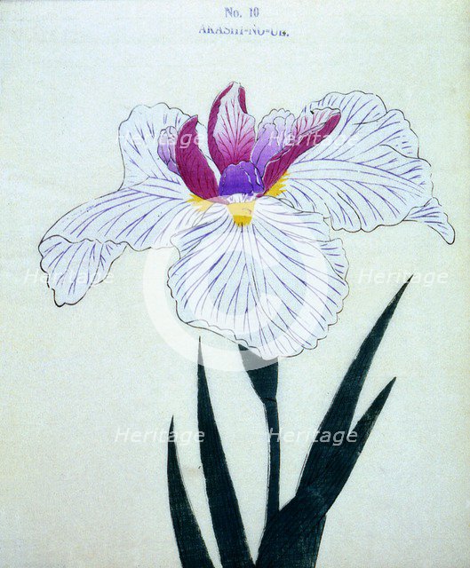 Akashi-No-Ul, No 10.