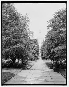 Palm Avenue, botanical gardens, Washington, D.C., c1907. Creator: Unknown.