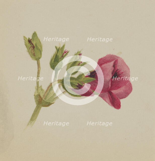 (Untitled--Flower Study), ca. 1876. Creator: Mary Vaux Walcott.