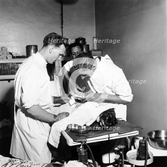Vets at the People's Dispensary for Sick Animals (PDSA), London, 1951. Artist: Henry Grant