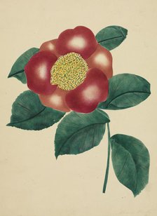 Chinese Flower. Creator: Mary Altha Nims (American, 1817-1907).