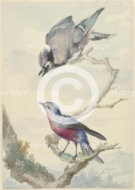 Two birds: a blue jay and a purple breast motinga, 1760. Creator: Aert Schouman.