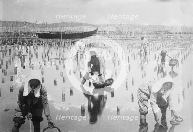 Belgian women in oyster beds, between c1910 and c1915. Creator: Bain News Service.