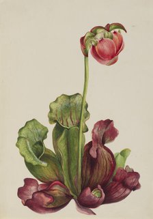 Common Pitcherplant (Sarracenia purpurea venosa), 1931. Creator: Mary Vaux Walcott.