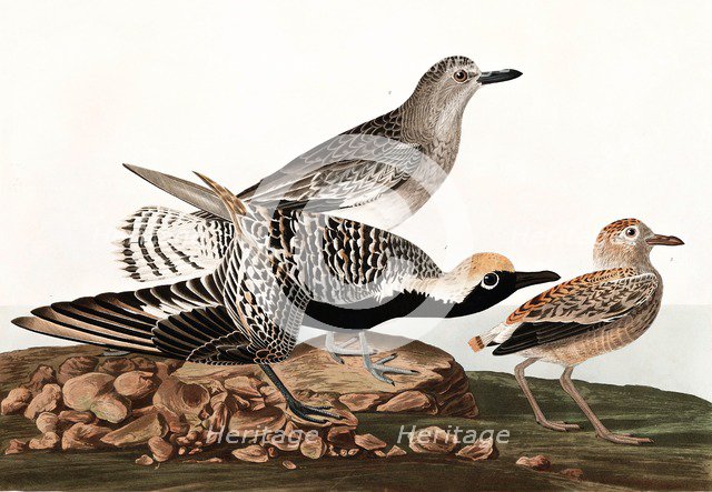 Black Bellied Plover, Charadrius Helveticus, 1845.
