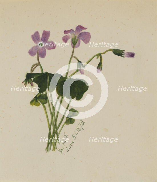 (Untitled), 1875. Creator: Mary Vaux Walcott.