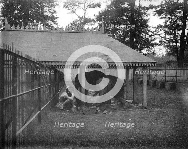 Elephants, Alipore, India, 1905-1906. Artist: FL Peters
