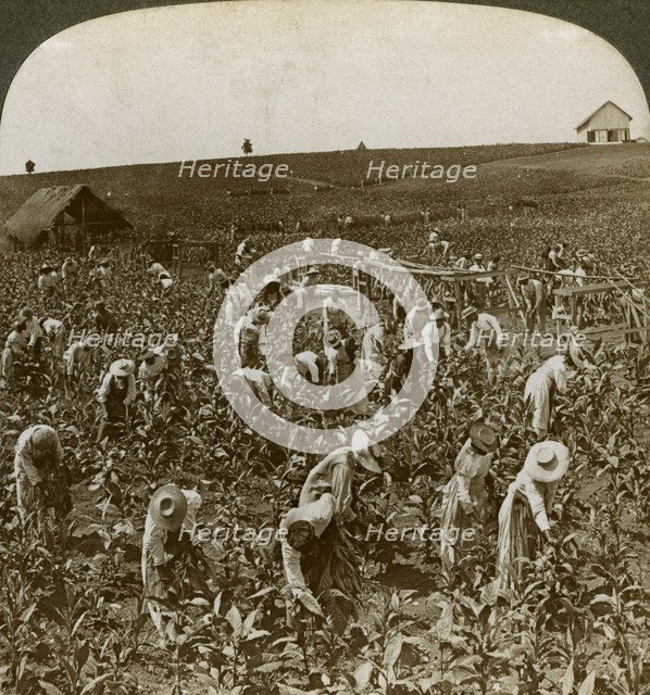 Tobacco field, Montpeller, Jamaica, 1900.  Artist: Underwood & Underwood