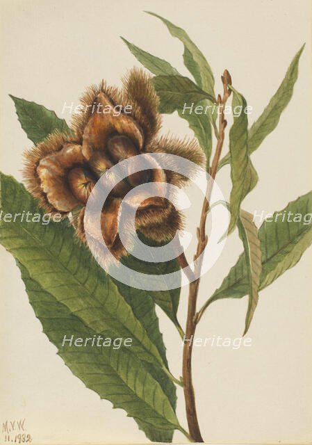 American Chestnut (Castanea dentata), 1932. Creator: Mary Vaux Walcott.