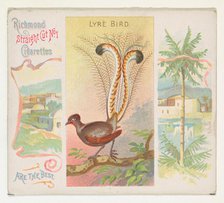 Lyre Bird, from Birds of the Tropics series (N38) for Allen & Ginter Cigarettes, 1889. Creator: Allen & Ginter.