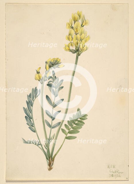False Locoweed (Oxytropia gracilis), 1920. Creator: Mary Vaux Walcott.