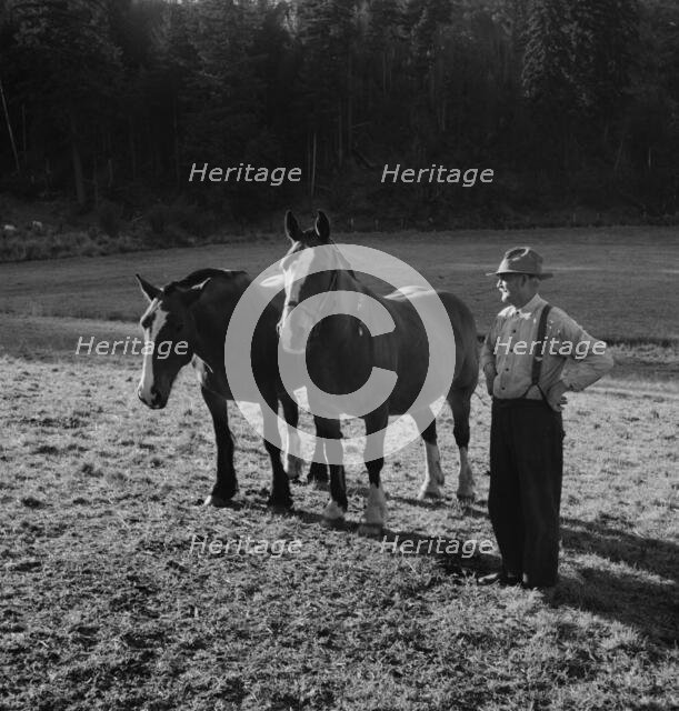 Farmer shown with his team..., near Centralia, Lewis County, Wester Washington, 1939. Creator: Dorothea Lange.