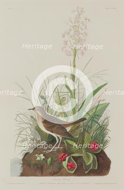 Tawny Thrush, 1833. Creator: Robert Havell.