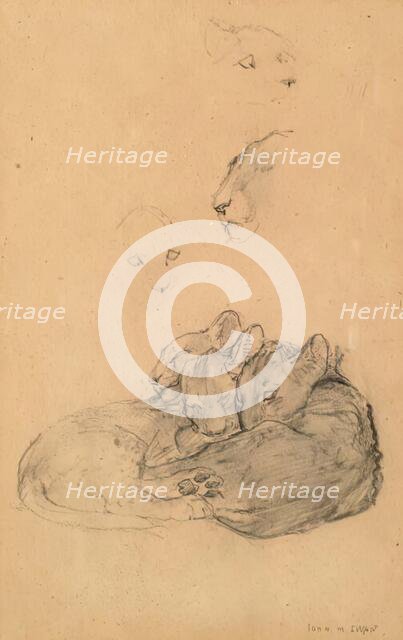 Ceylonese Leopard Cubs. Creator: John MacAllan Swan.