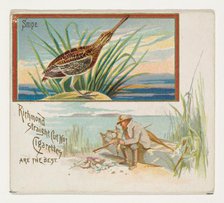 Snipe, from the Game Birds series (N40) for Allen & Ginter Cigarettes, 1888-90. Creator: Allen & Ginter.