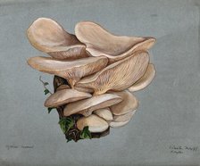 A fungus (Agaricus euosmus) growing on wood, 1896. Creator: R Baker.