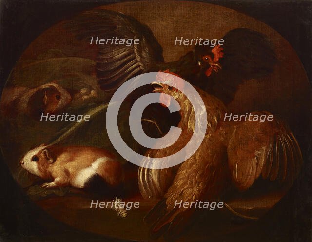 Hens and Guinea Pigs, between 1718-1720. Creator: Giovanni Agostino Cassana.