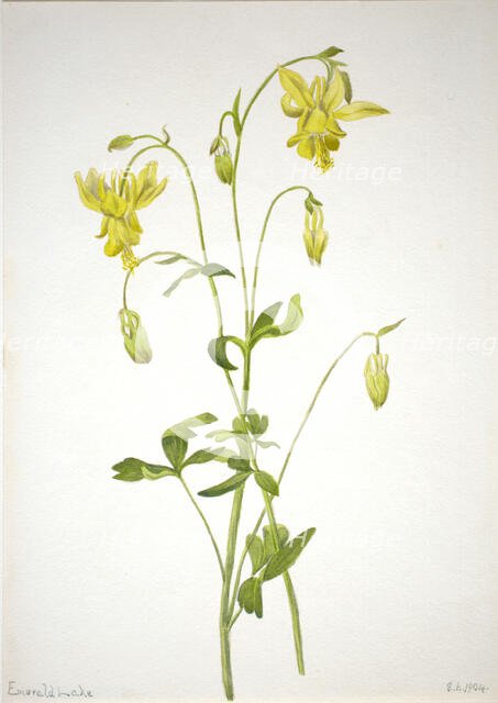 Untitled--Plant Study, 1904. Creator: Mary Vaux Walcott.