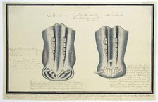 Upper and lower jaws of an Hippopotamus amphibius (Hippopotamus), c.1777-1778. Creator: Robert Jacob Gordon.