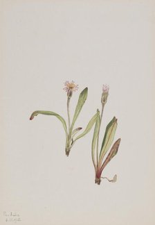 False Dandelion (Agoseris carnea), 1918. Creator: Mary Vaux Walcott.