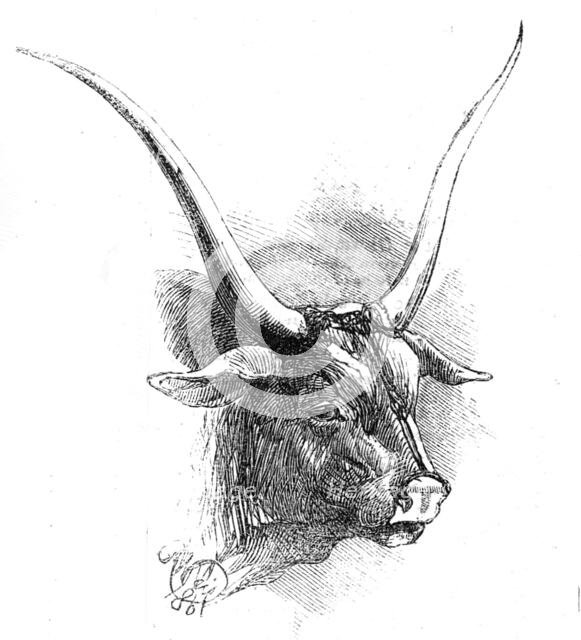 Animals at the Florence Exposition: mountain race (dark grey bull), 1861. Creator: Unknown.