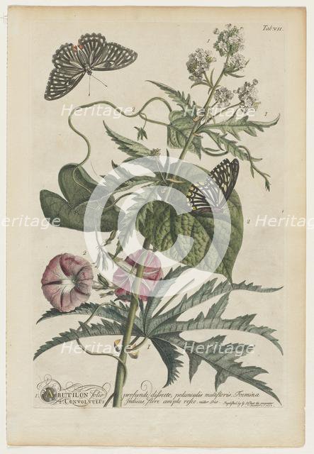 Plantae et papiliones rariores: No. 7, 1748. Creator: Georg Dionysius Ehret (German, 1708-1770).