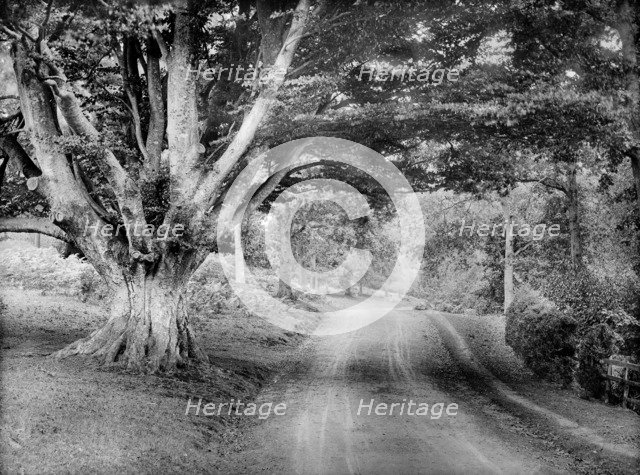 Parkland surrounding Highclere Castle, Hampshire, c1860-c1922. Artist: Henry Taunt.