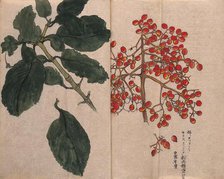 A fruiting plant with red berries, possibly of the Caprifoliaceae family. Creator: Unknown.