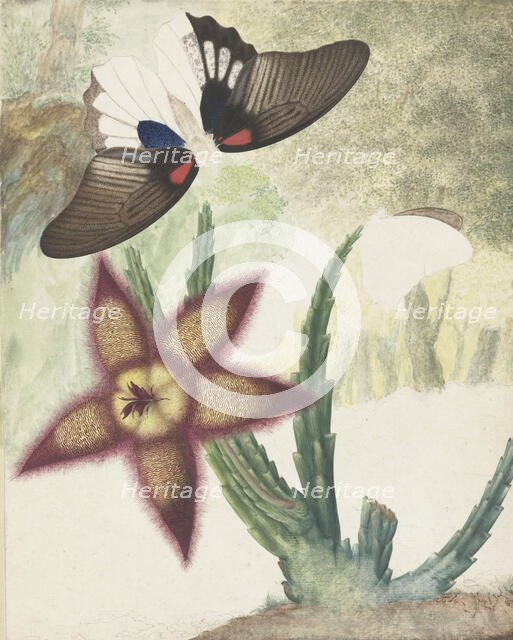 Two butterflies and a five-petalled yellow-purple flower, 1774-1842. Creator: Hermanus de Wit.