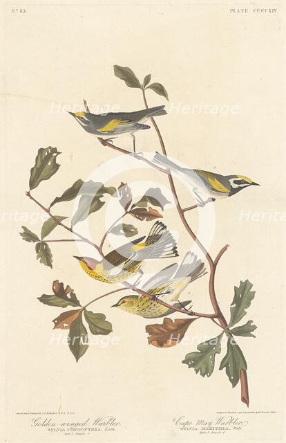 Golden-winged Warbler and Cape May Warbler, 1838. Creator: Robert Havell.