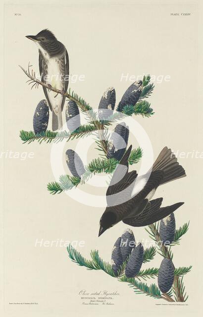 Olive-sided Flycatcher, 1833. Creator: Robert Havell.