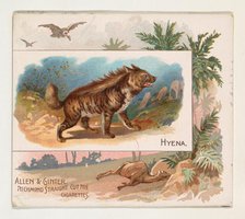 Hyena, from Quadrupeds series (N41) for Allen & Ginter Cigarettes, 1890. Creator: Allen & Ginter.