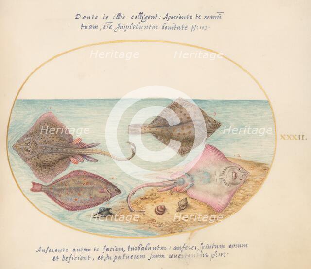 Animalia Aqvatilia et Cochiliata (Aqva): Plate XXXII, c. 1575/1580. Creator: Joris Hoefnagel.