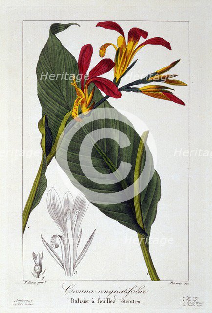 Canna or Indian Shot Flower, pub. 1836. Creator: Panacre Bessa (1772-1846).