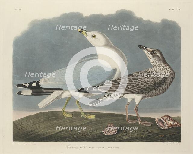 Common Gull, 1834. Creator: Robert Havell.