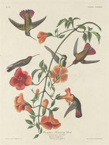 Mangrove Humming Bird, 1834. Creator: Robert Havell.