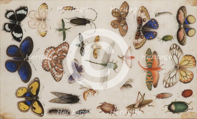 Study of butterflies and insects. Creator: Anonymous.