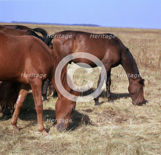 Herd of horses grazing on the Hortobagy plaza. Artist: CM Dixon Artist: Unknown
