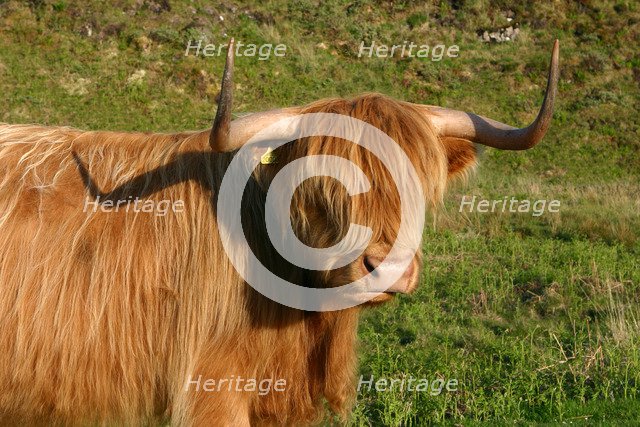 Highland cattle, Scotland.