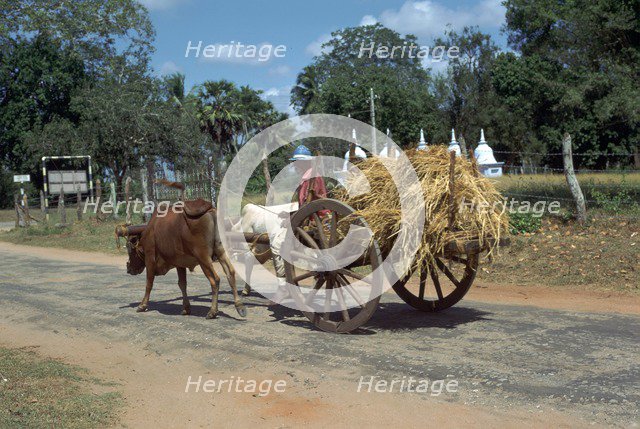 Sri Lankan bullock cart. Artist: CM Dixon Artist: Unknown