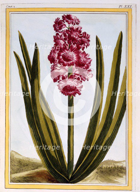 Royal Crimson,  pub. 1776. Creator: Pierre Joseph Buchoz (1731-1807).