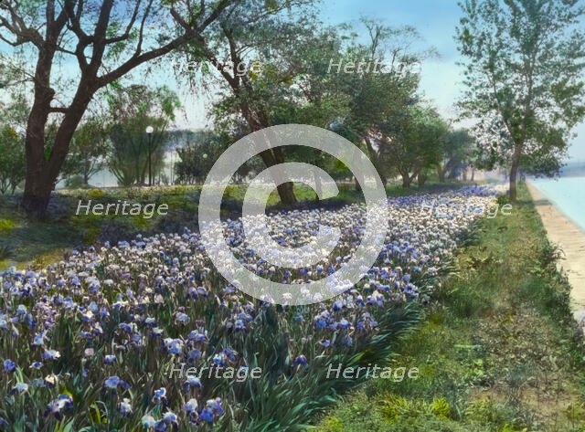 West Potomac Park, Washington, D.C., 1921. Creator: Frances Benjamin Johnston.