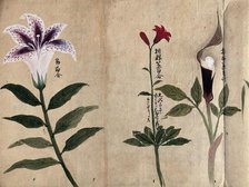 Three flowering plants, possibly including a lily and a species of Dracunculus, 1870. Creator: Unknown.