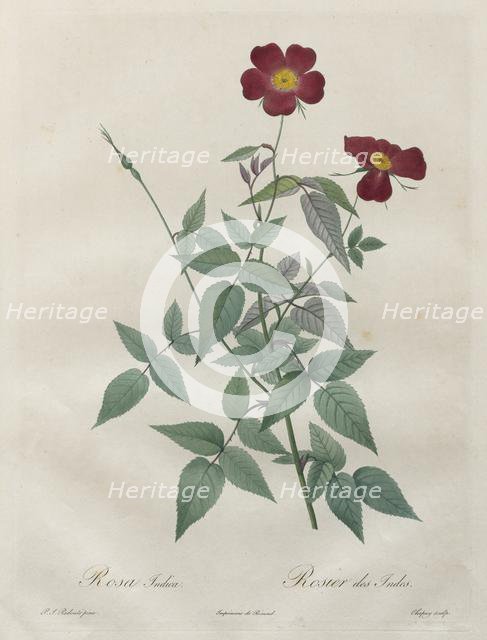 Les Roses: Rosa indica, 1817-1824. Creator: Henry Joseph Redouté (French, 1766-1853).